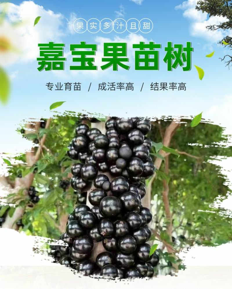 嘉宝果树苗正宗树葡萄四季艾斯卡南北方可种植带土带叶当年结