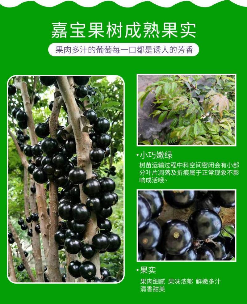 嘉宝果树苗正宗树葡萄四季艾斯卡南北方可种植带土带叶当年结