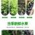嘉宝果树苗正宗树葡萄四季艾斯卡南北方可种植带土带叶当年结