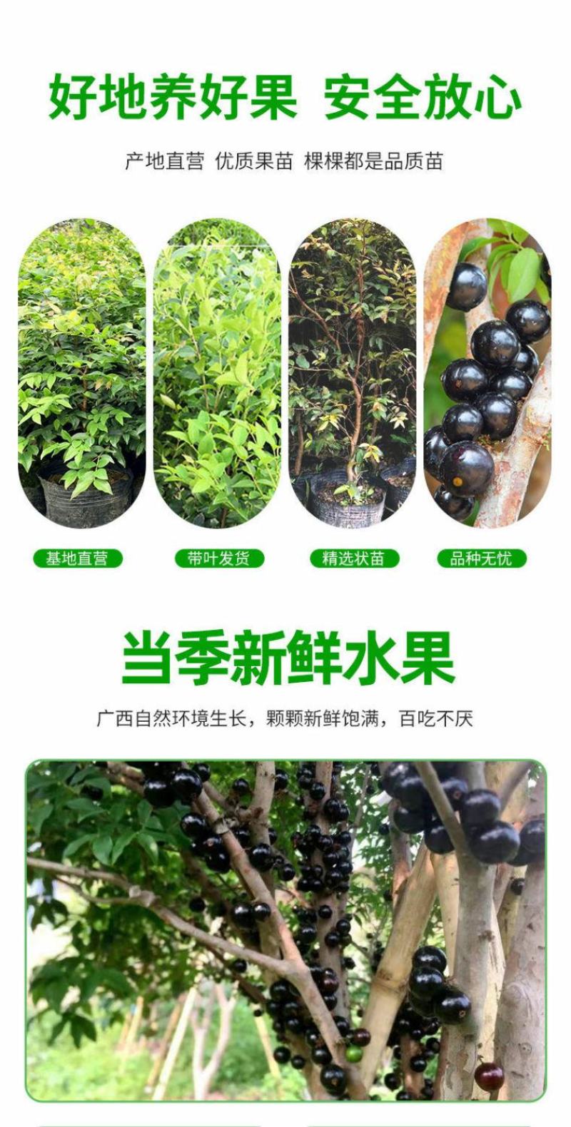 嘉宝果树苗正宗树葡萄四季艾斯卡南北方可种植带土带叶当年结