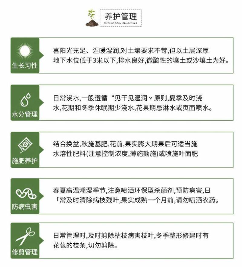 嘉宝果树苗正宗树葡萄四季艾斯卡南北方可种植带土带叶当年结