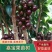 嘉宝果树苗正宗树葡萄四季艾斯卡南北方可种植带土带叶当年结