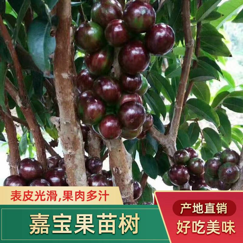 嘉宝果树苗正宗树葡萄四季艾斯卡南北方可种植带土带叶当年结