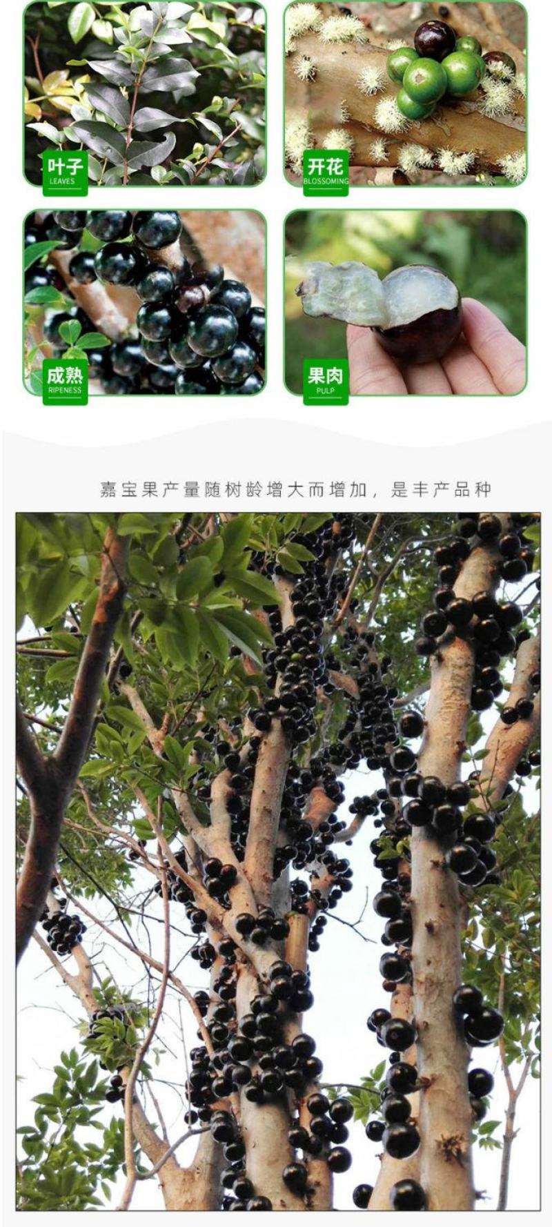 嘉宝果树苗正宗树葡萄四季艾斯卡南北方可种植带土带叶当年结
