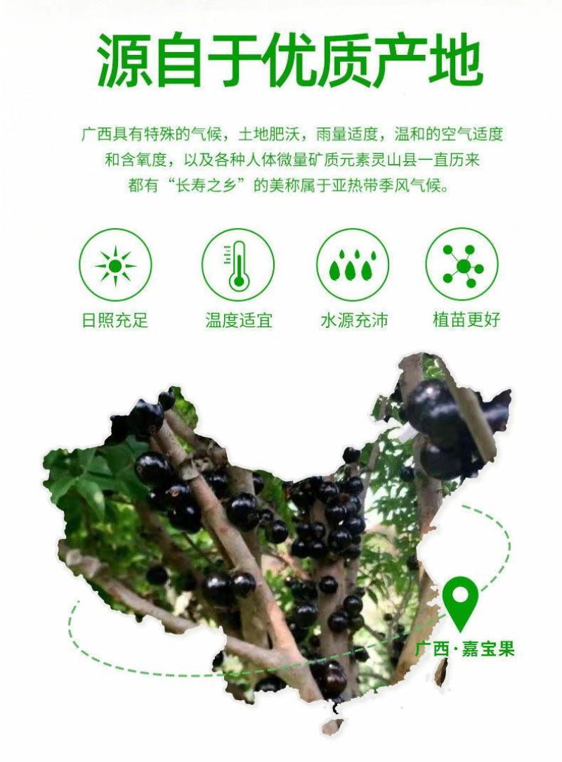 嘉宝果树苗正宗树葡萄四季艾斯卡南北方可种植带土带叶当年结