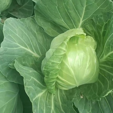 甘蓝河南精品圆包菜产地直销保质保量一首货源供应全国联系