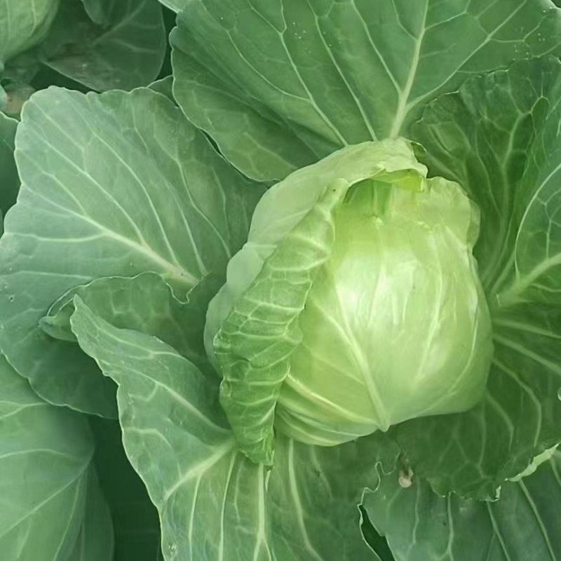 甘蓝河南精品圆包菜产地直销保质保量一首货源供应全国联系
