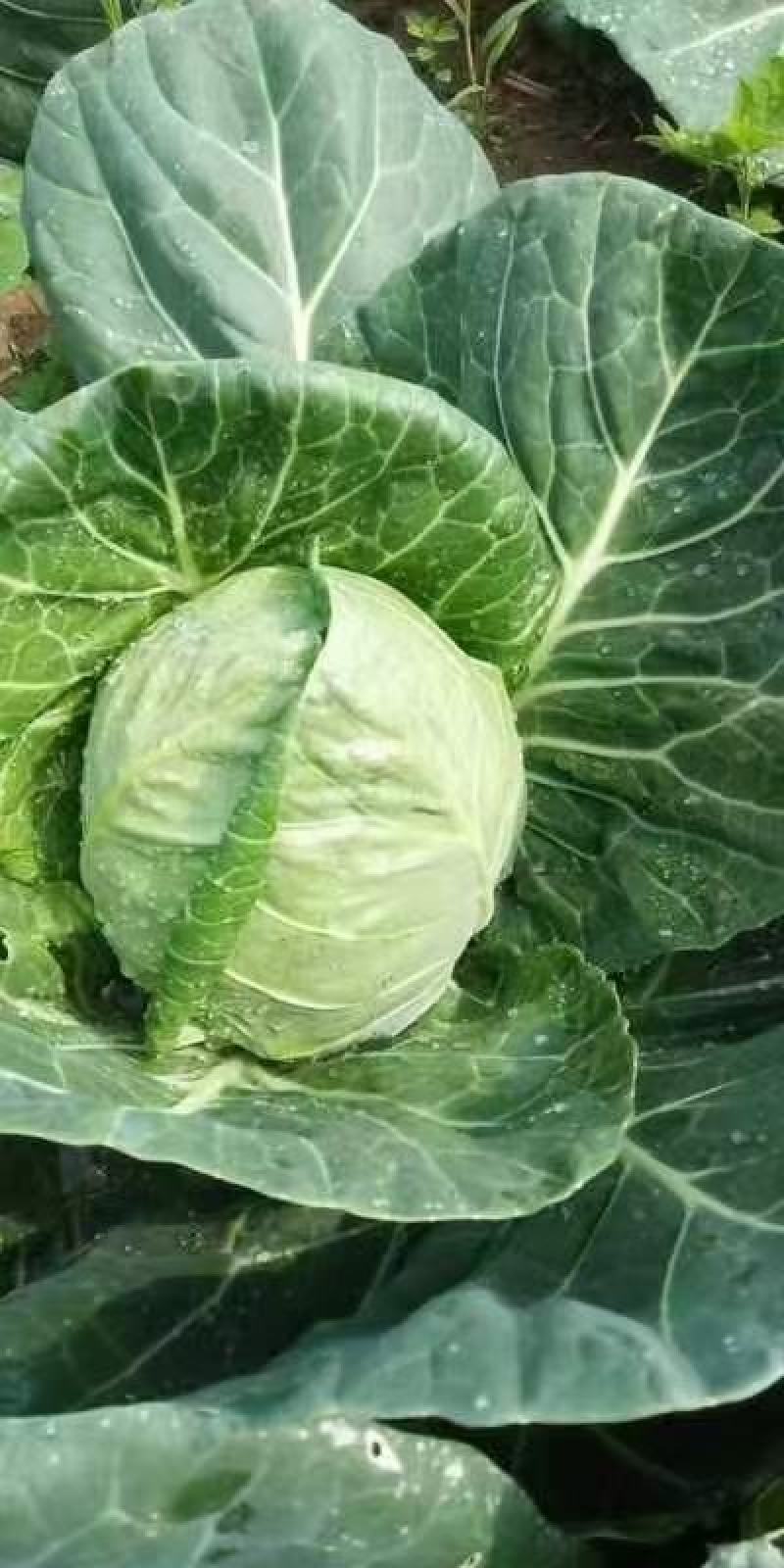 甘蓝河南精品圆包菜产地直销保质保量一首货源供应全国联系