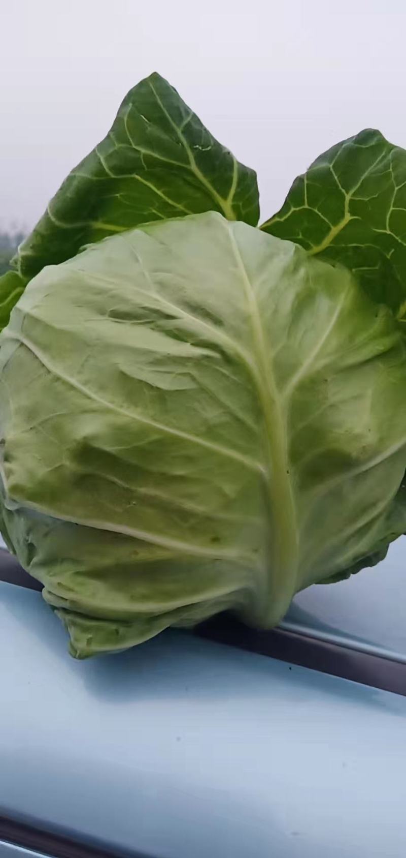 甘蓝河南精品圆包菜产地直销保质保量一首货源供应全国联系