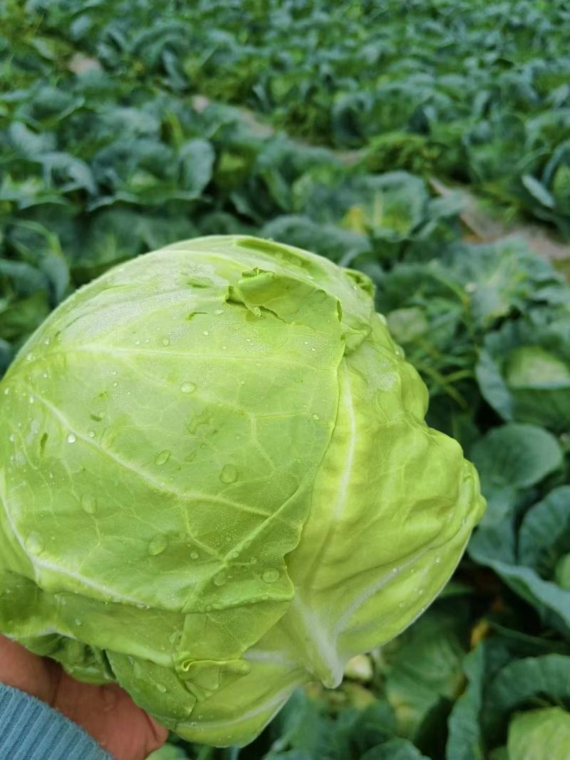 甘蓝河南精品圆包菜产地直销保质保量一首货源供应全国联系