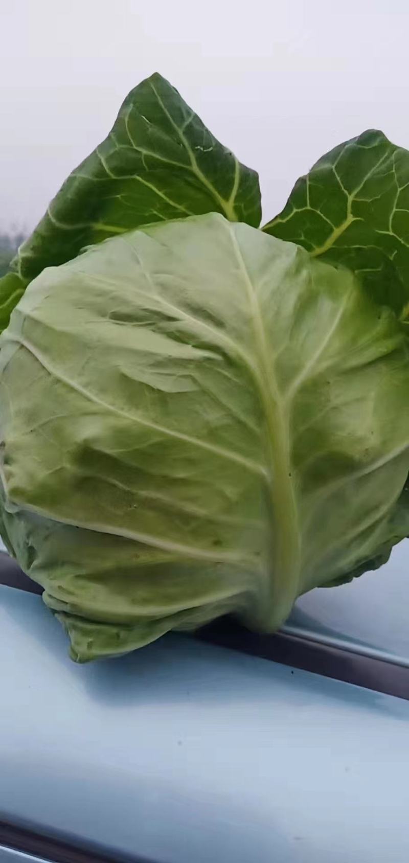 甘蓝河南精品圆包菜产地直销保质保量一首货源供应全国联系