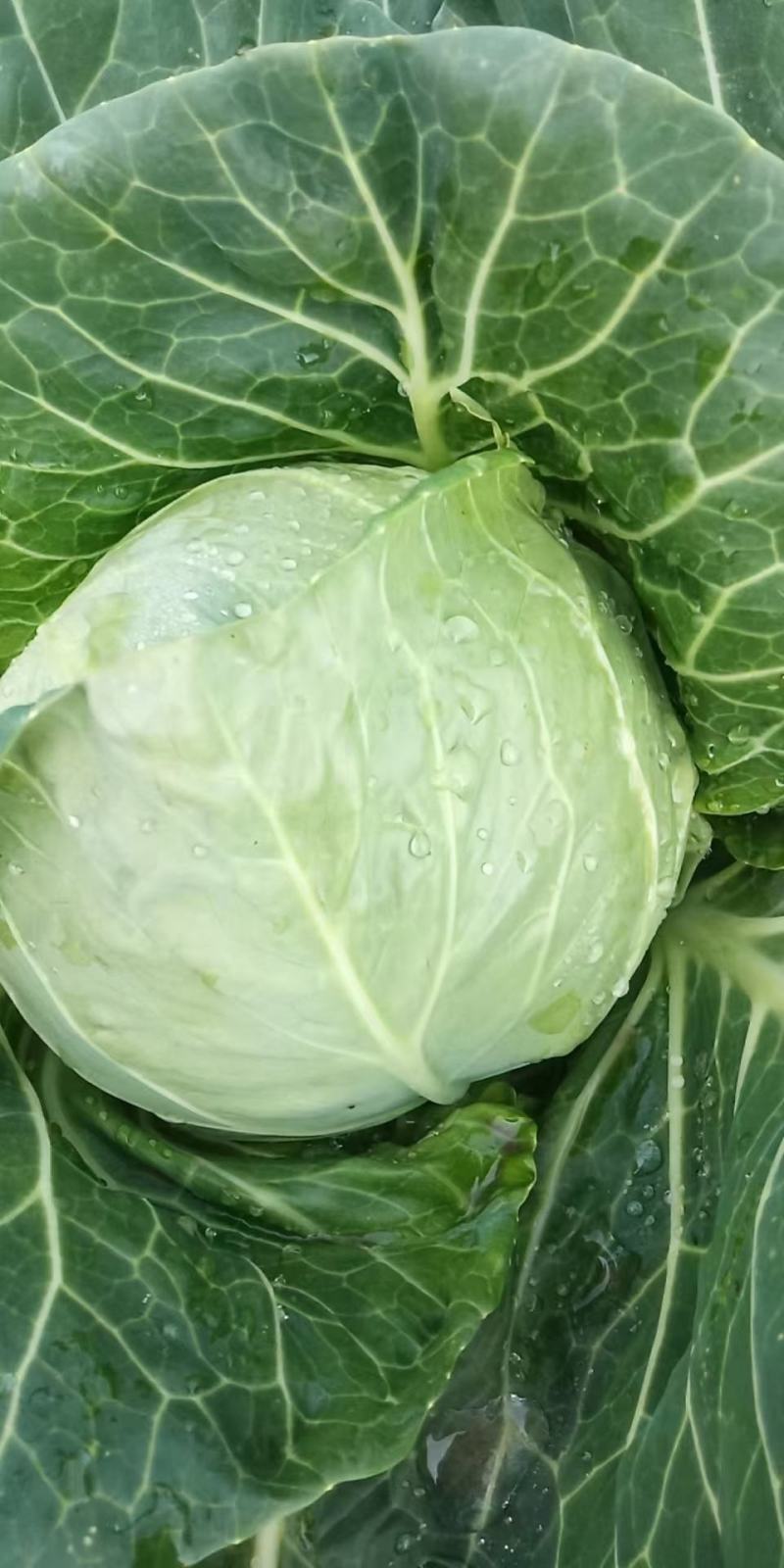 甘蓝河南精品圆包菜产地直销保质保量一首货源供应全国联系