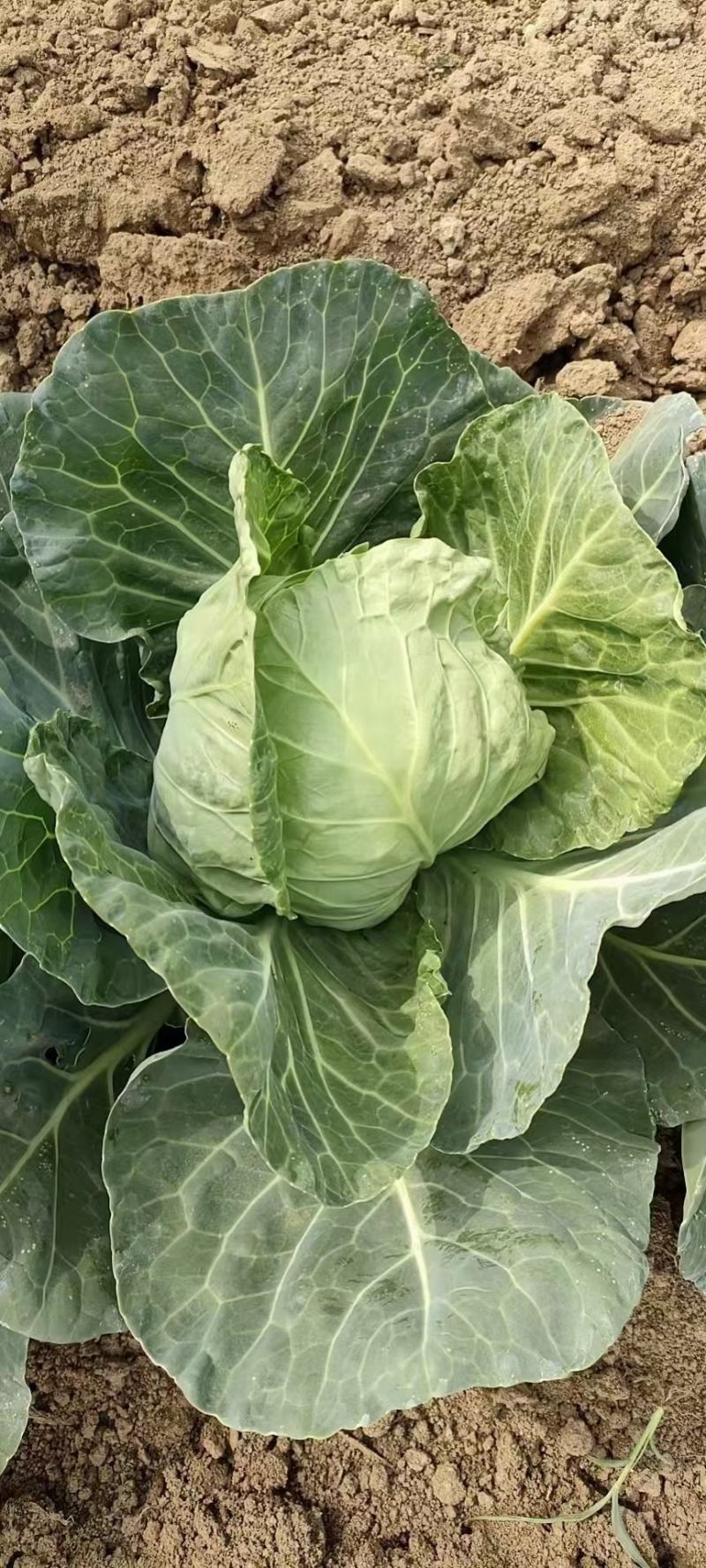 甘蓝河南精品圆包菜产地直销保质保量一首货源供应全国联系