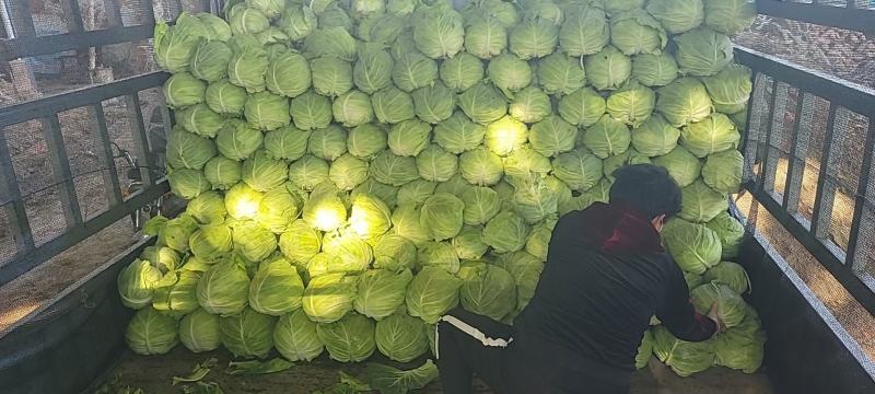 甘蓝河南精品圆包菜产地直销保质保量一首货源供应全国联系