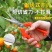 葡萄采果剪稀果疏花剪修花枝剪柑橘子蔬果采摘摘果剪刀