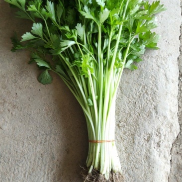 小香芹