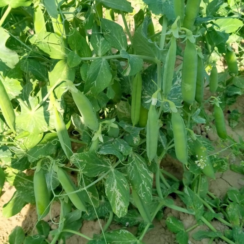 河南省淮阳县豌豆基地，百亩豌豆基地，大量供应，