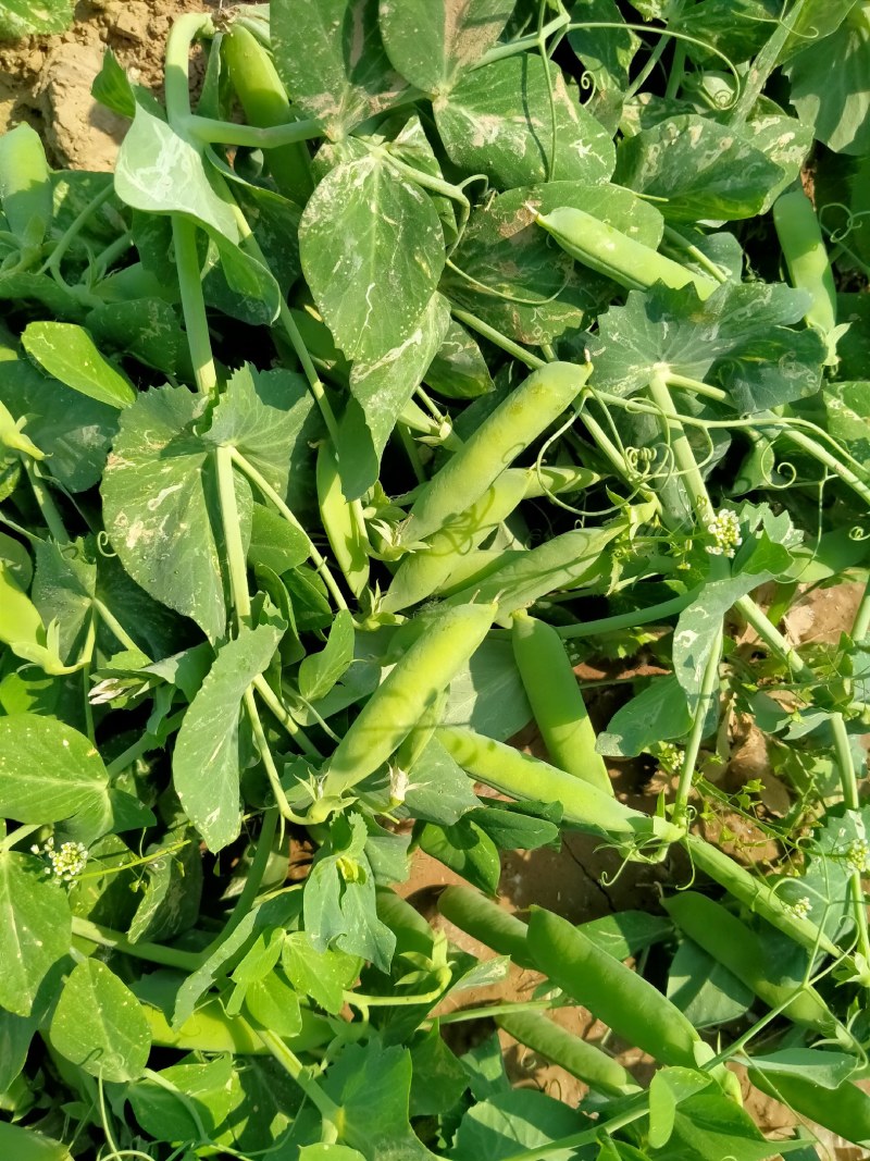 河南省淮阳县豌豆基地，百亩豌豆基地，大量供应，
