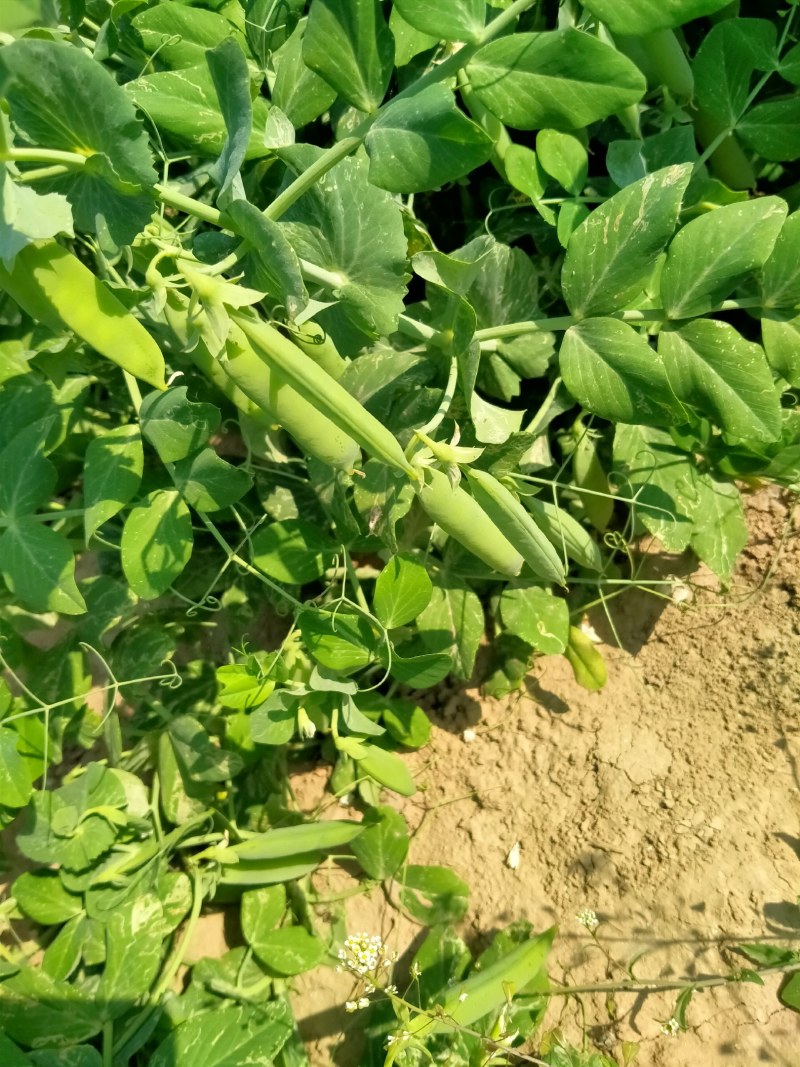 河南省淮阳县豌豆基地，百亩豌豆基地，大量供应，