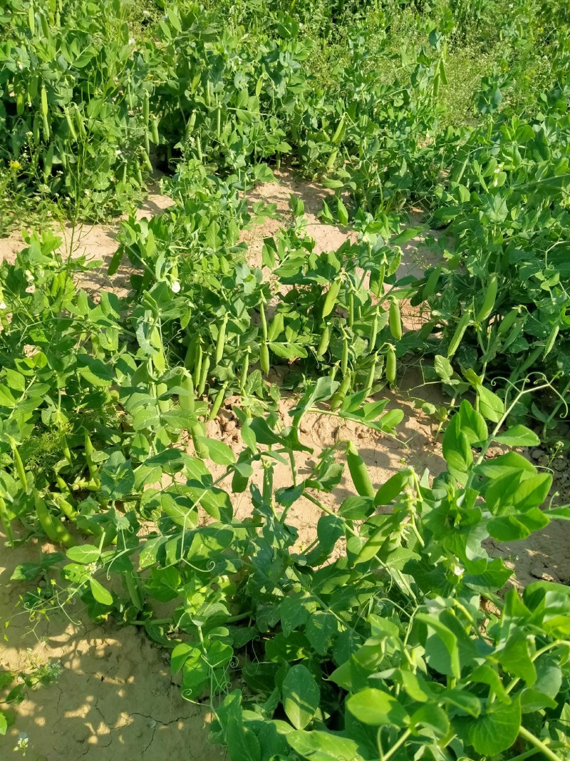 河南省淮阳县豌豆基地，百亩豌豆基地，大量供应，