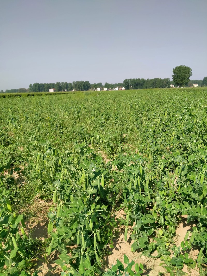 河南省淮阳县豌豆基地，百亩豌豆基地，大量供应，
