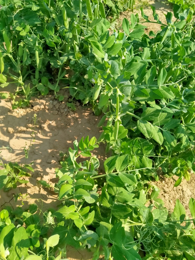 河南省淮阳县豌豆基地，百亩豌豆基地，大量供应，