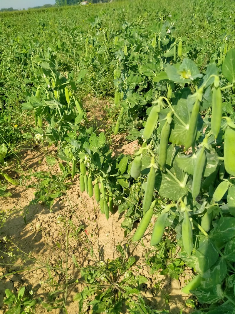 河南省淮阳县豌豆基地，百亩豌豆基地，大量供应，