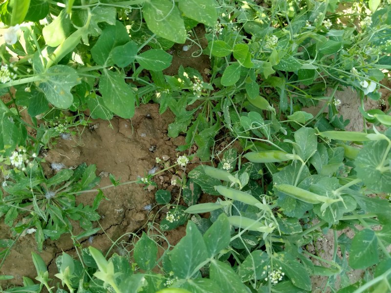 河南省淮阳县豌豆基地，百亩豌豆基地，大量供应，