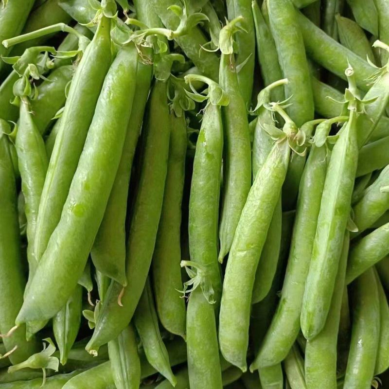 中豌九号豌豆十一号豌豆长寿仁大量上市中欢迎新老朋友前来