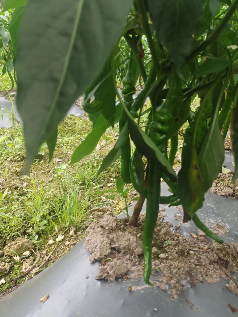 广西辣椒大量上市