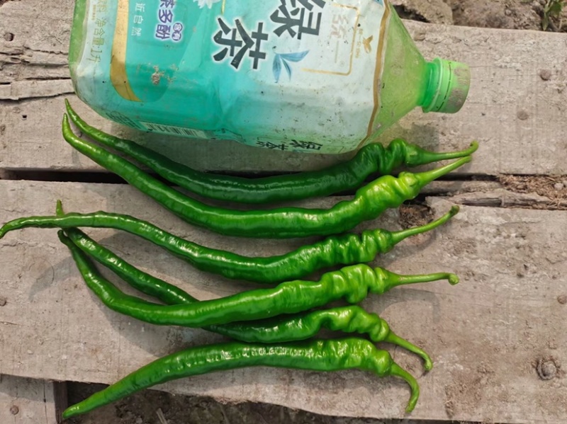 广西辣椒大量上市
