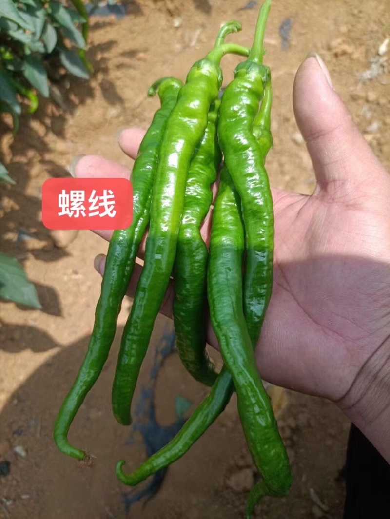 广西辣椒大量上市