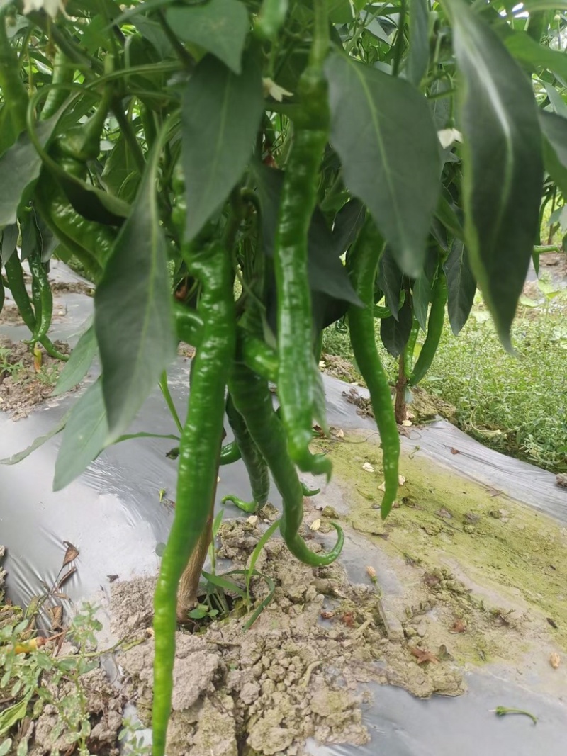广西辣椒大量上市