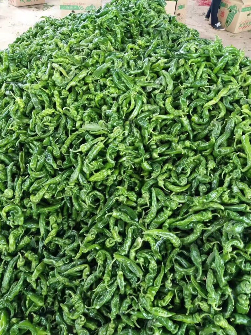 广西辣椒大量上市