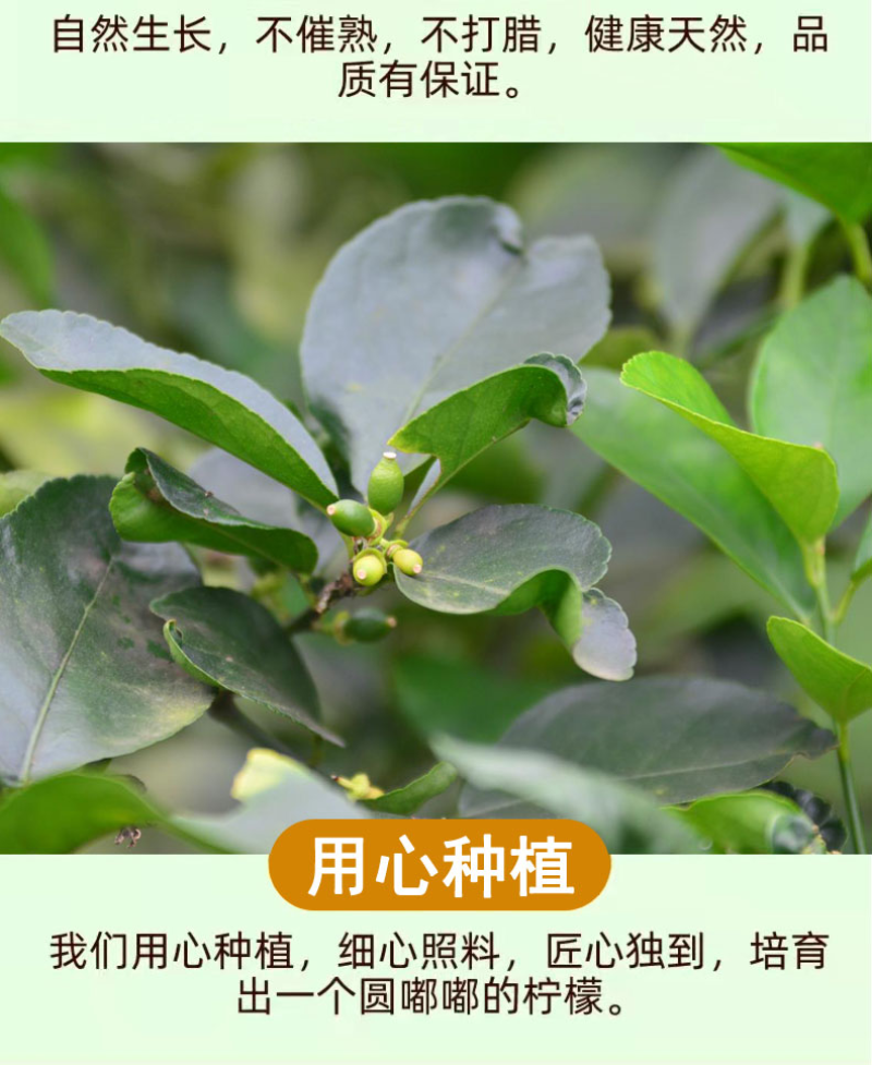 一件代发无籽香水青柠檬新鲜当季水果一级青柠檬薄皮整箱包邮