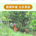 一件代发无籽香水青柠檬新鲜当季水果一级青柠檬薄皮整箱包邮