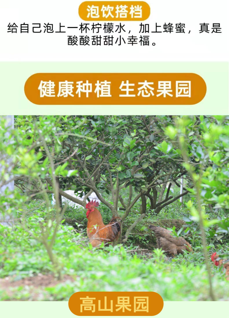 一件代发无籽香水青柠檬新鲜当季水果一级青柠檬薄皮整箱包邮