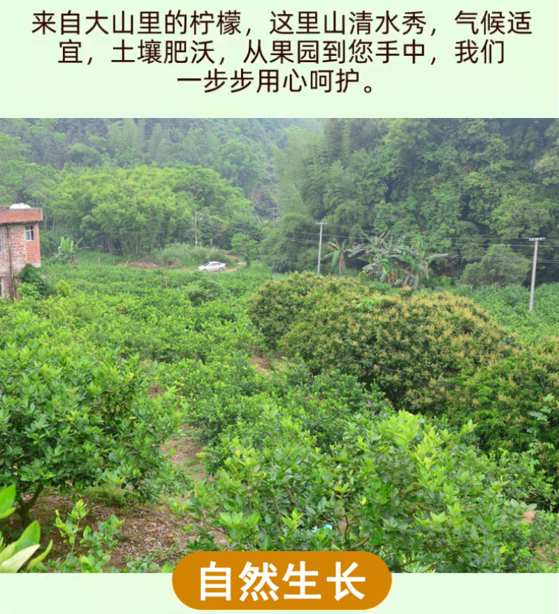 一件代发无籽香水青柠檬新鲜当季水果一级青柠檬薄皮整箱包邮