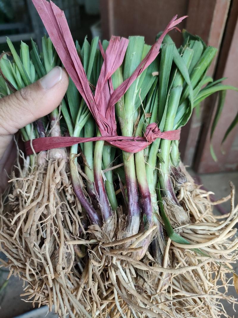 供应人工刨紫根韭菜根，韭菜苗，粗韭菜根，