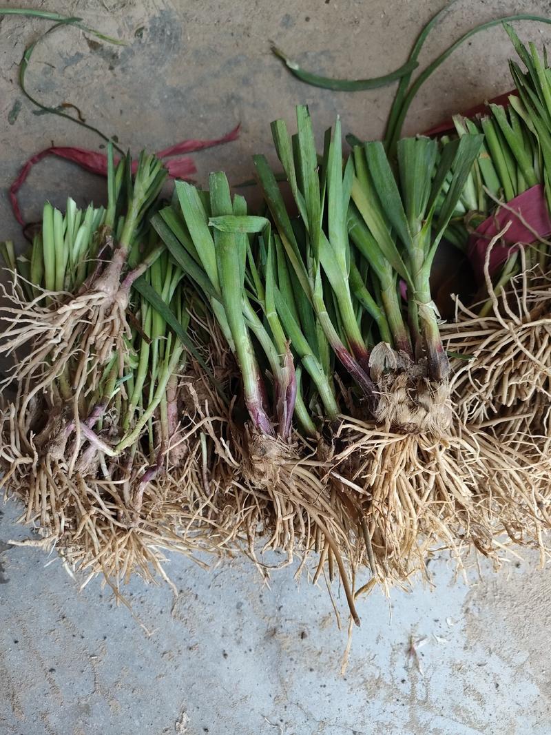 供应人工刨紫根韭菜根，韭菜苗，粗韭菜根，