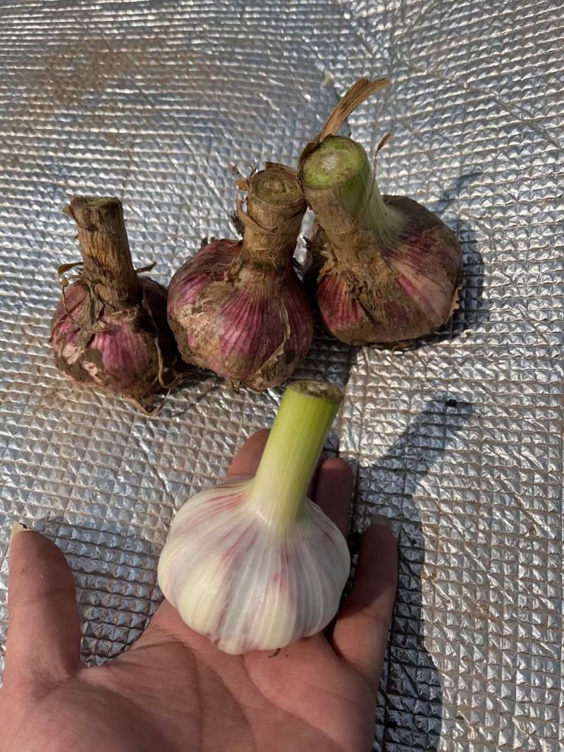 河南紫皮鲜大蒜，蒜头，扒皮蒜成熟度高，商超市场加工厂大量
