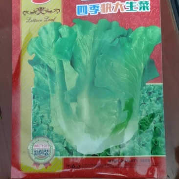 速必达四季快大生菜种子--大田用种400克