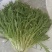 沈阳新民菊花苦菊