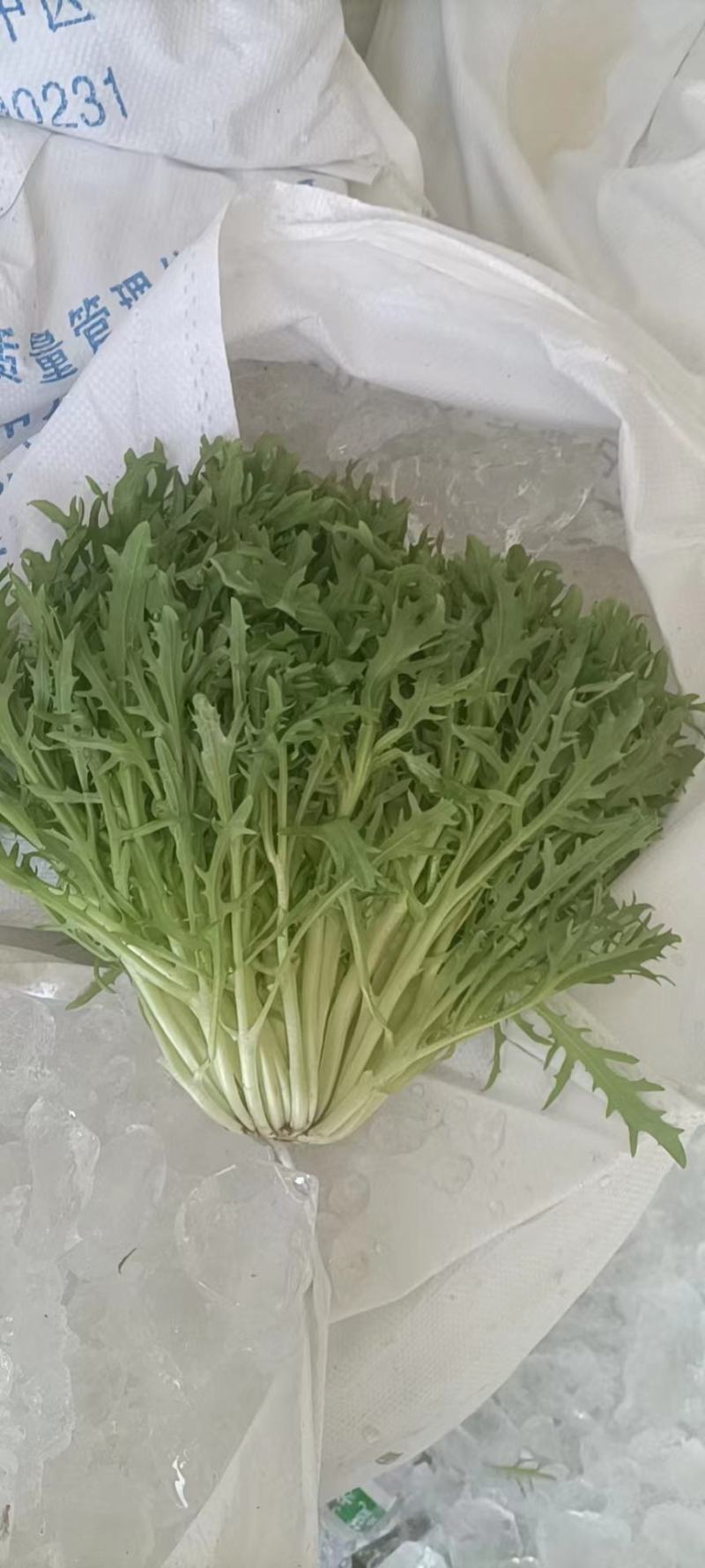 沈阳新民菊花苦菊