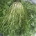 沈阳新民菊花苦菊