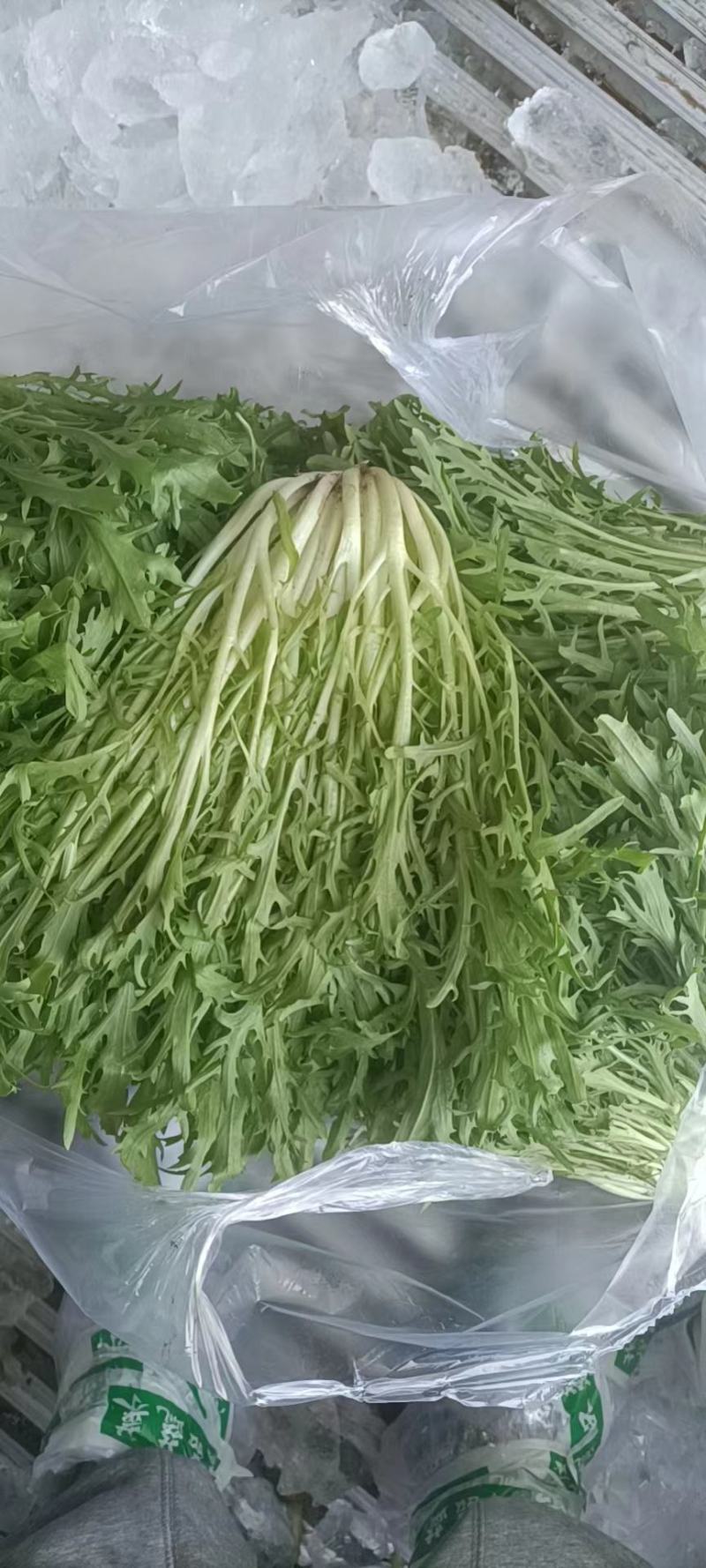 沈阳新民菊花苦菊