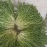 沈阳新民菊花苦菊