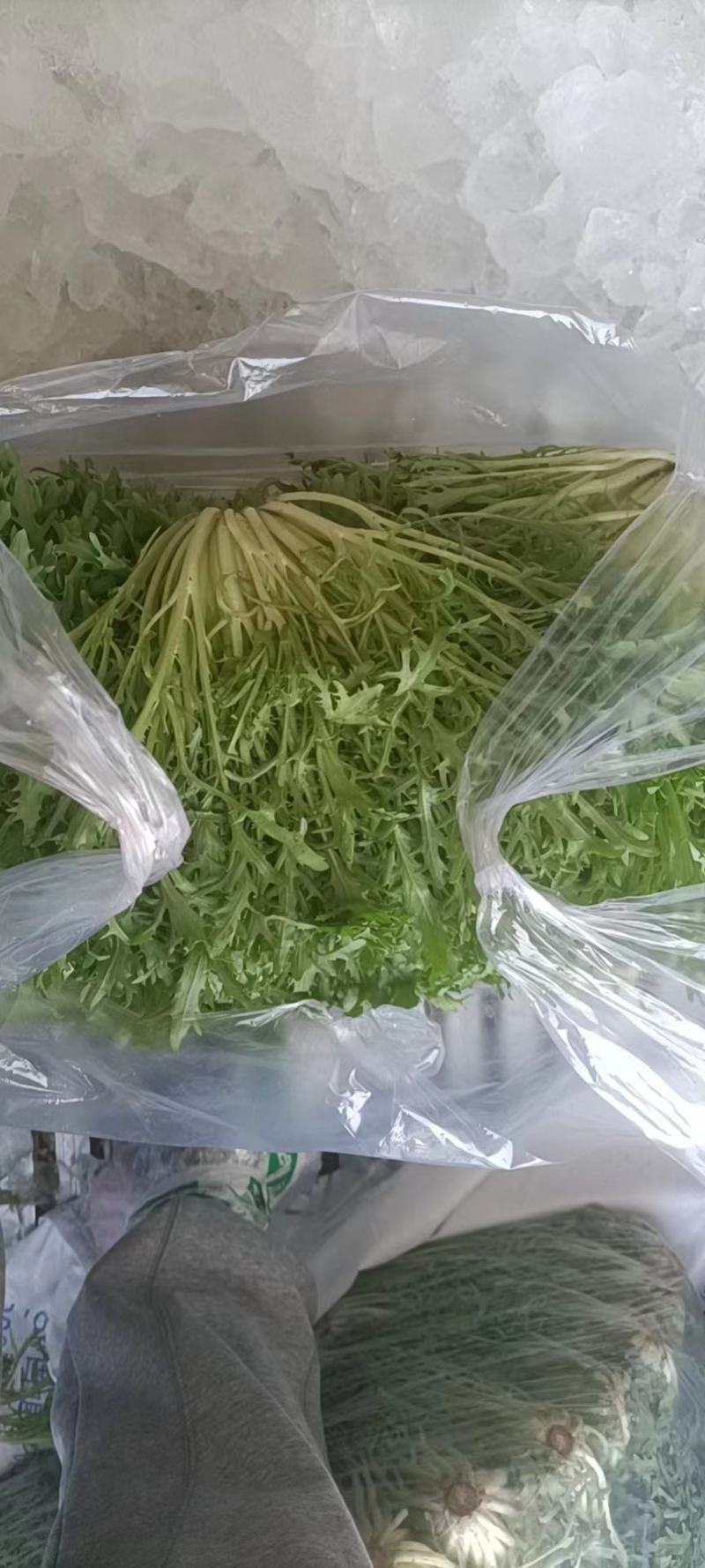 沈阳新民菊花苦菊
