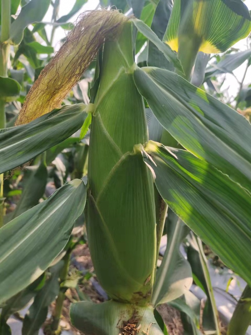 万糯2000