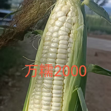 万糯2000